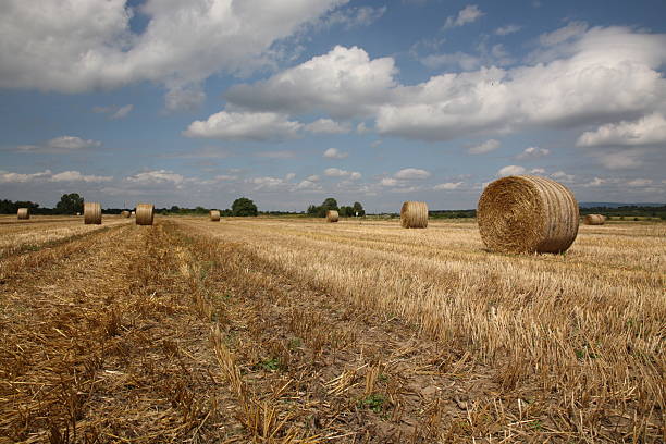 istock Golden Straw Hay Bales under cloudy sky 93166824