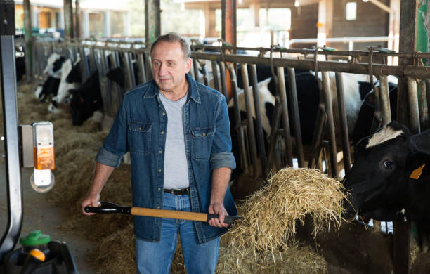 istock Male farm worker feeding cows 931671066