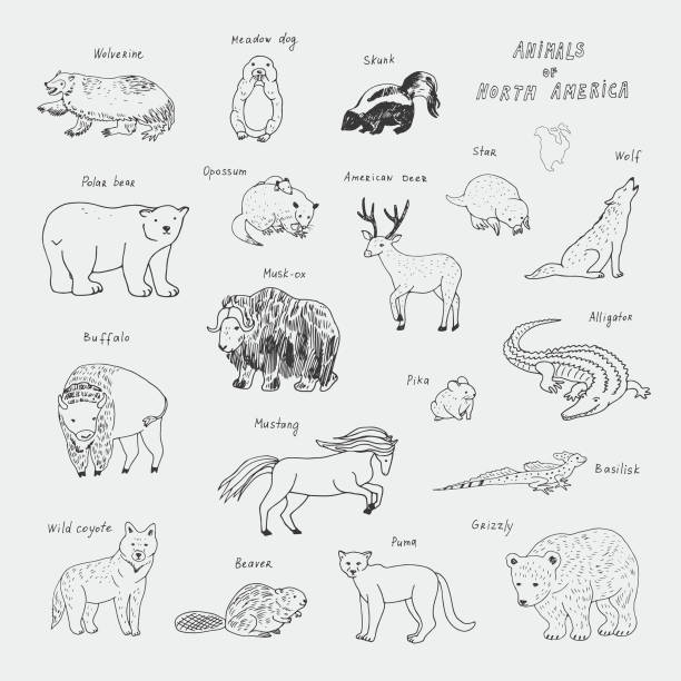illustrazioni stock, clip art, cartoni animati e icone di tendenza di animali del nord america doodle illustrazioni vettoriali insieme - pike