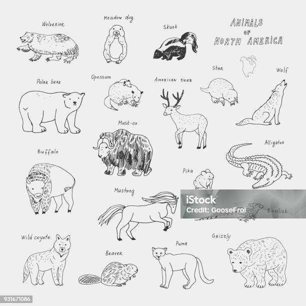 Animals Of North America Doodle Vector Illustrations Set Stock Illustration  - Download Image Now - iStock