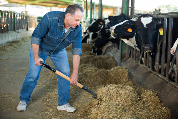 istock Mature male farmer working in cowshed 931671114