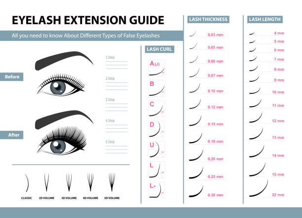 wimpern verlängerung reiseführer. verschiedene arten von falschen wimpern. infografik-vektor-illustration. vorlage für make-up und kosmetische eingriffe. ausbildung-plakat - beauty spa flash stock-grafiken, -clipart, -cartoons und -symbole