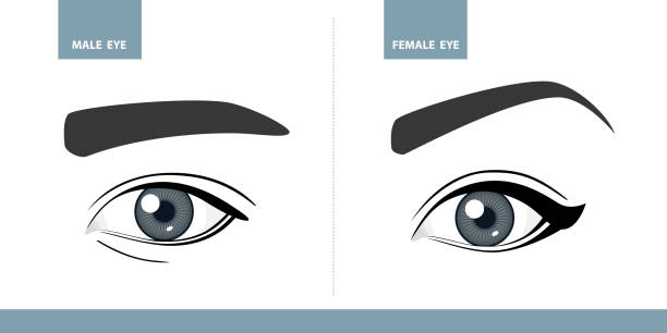 남성 및 여성 눈. 벡터 일러스트입니다. 메이크업 또는 안과 서식 파일 - contact lens human eye human face women stock illustrations