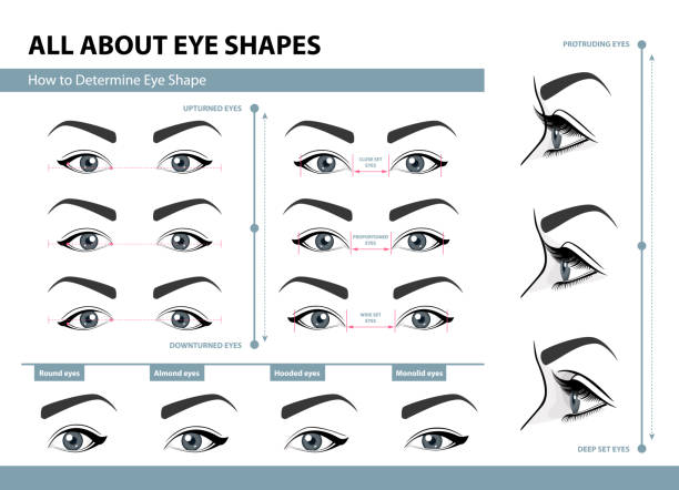 How to determine Eye Shape. Various types of female eyes. Set of vector illustrations with captions. Template for Makeup. Training poster How to determine Eye Shape. Various types of female eyes. Set of vector illustrations with captions. Template for Makeup. Training poster makeup fashion stock illustrations