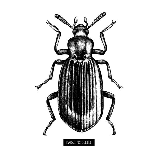 Black beetle illustration Black beetle sketch. Vintage illustrations of  hand drawn bug on white background. Vector insects collection. Tattoo drawing ground beetle stock illustrations