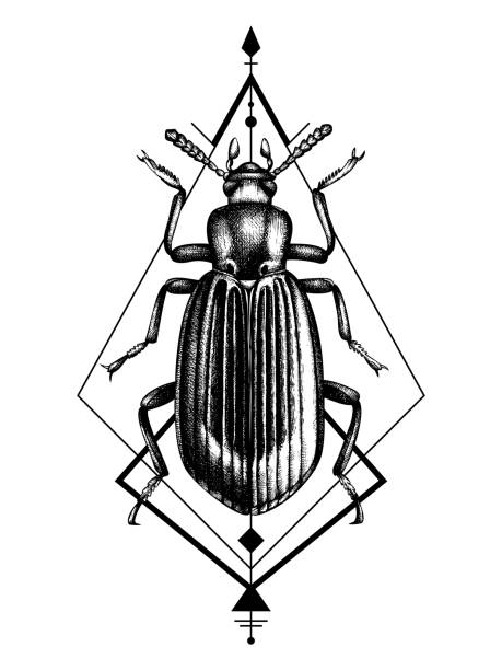 Black beetle illustration Black beetle sketch. Vintage illustrations of  hand drawn bug on white background. Vector insects collection. Tattoo drawing ground beetle stock illustrations
