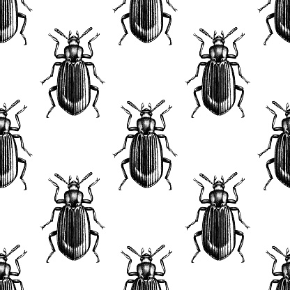 Black beetle seamless pattern. Vector bug on white background. Hand drawn insects illustrations collection