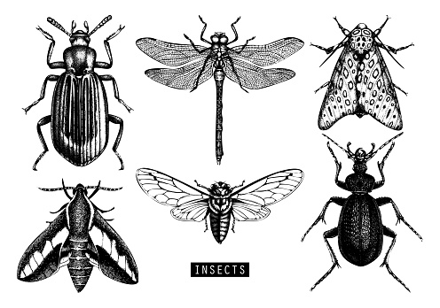 Vector collection of hand drawn insects. Vintage butterfily, cicada, beetle, bug, dragonfly illustrations. Tattoo drawing set.