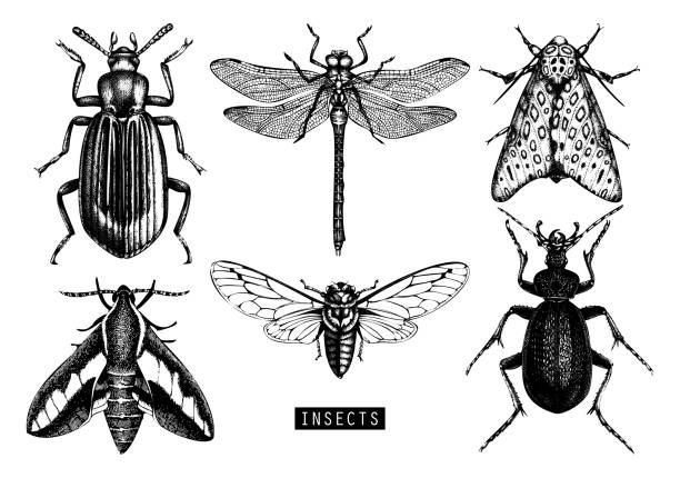 vector insects collection Vector collection of hand drawn insects. Vintage butterfily, cicada, beetle, bug, dragonfly illustrations. Tattoo drawing set. dragonfly drawing stock illustrations