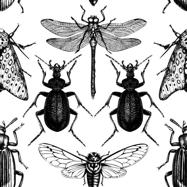 Vector insects pattern Vector background with hand drawn insects. Vintage butterfily, cicada, beetle, bug, dragonfly illustrations. Tattoo drawing. Seamless pattern ground beetle stock illustrations