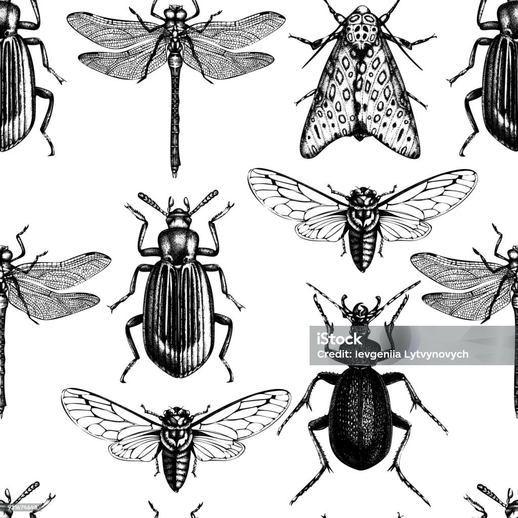 Patterned Insect Drawing Vector Insects Pattern Stock Illustration - Download Image Now - Cicada ...