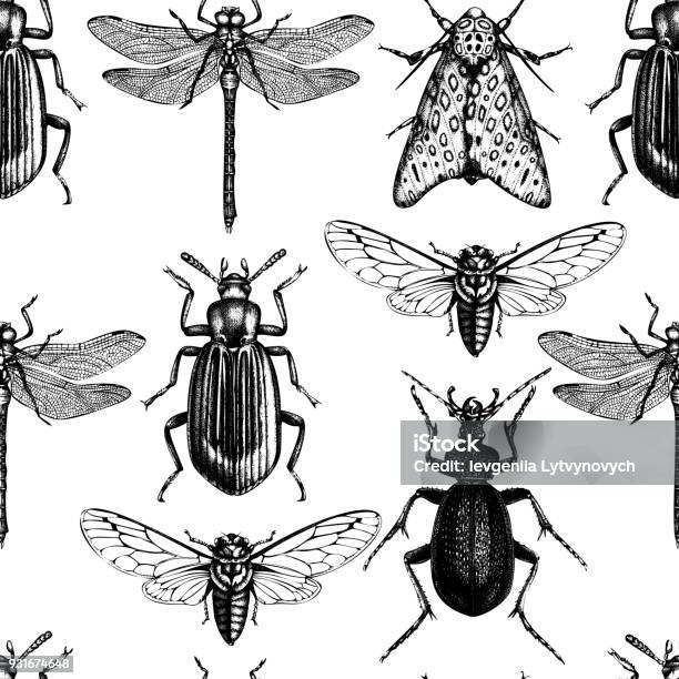 Vector Insects Pattern Stock Illustration - Download Image Now - Vector, Cicada, Locust