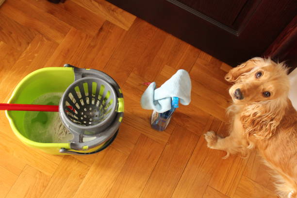 istock House hygiene and dog. 931683800
