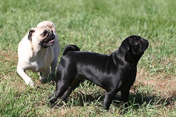 Two happy pugs stock photo