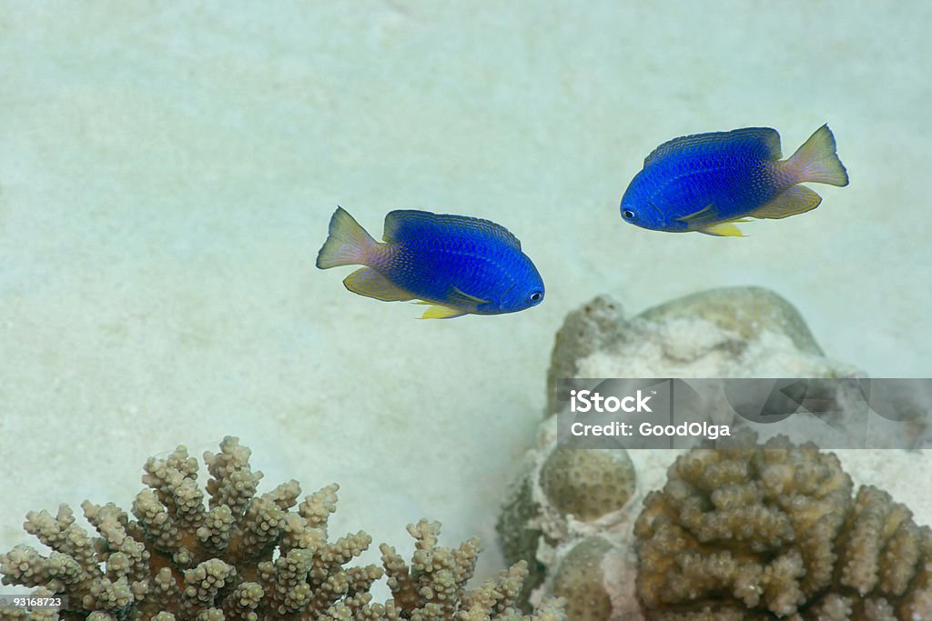 Poissons tropicaux - Photo de Anthias - Poisson tropical libre de droits