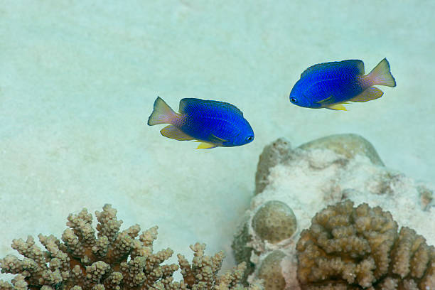 poissons tropicaux - beach coral close up water photos et images de collection