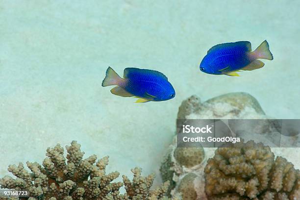 Photo libre de droit de Poissons Tropicaux banque d'images et plus d'images libres de droit de Anthias - Poisson tropical - Anthias - Poisson tropical, Atoll, Au fond de l'océan