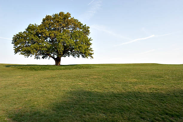Photo showing a dead tree lit up by sunshine on a very sunny day, against a rich blue sky background and lush, healthy sycamore, oak and beech trees.  This particular deciduous tree is a horse chestnut (Latin: aesculus hippocastanum), with its trunk and branches reaching upwards towards the sky, rather like a flame made of weathered driftwood.  The 'conker' tree died following several fungal damage to its heartwood.