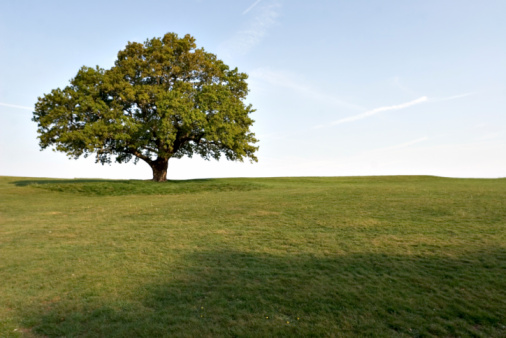 See my portfolio for images of this oak tree in other seasons.