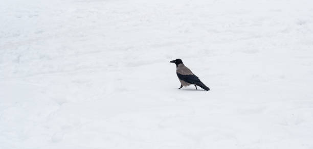 istock a gray crow walks through the snow to a branch 931687790
