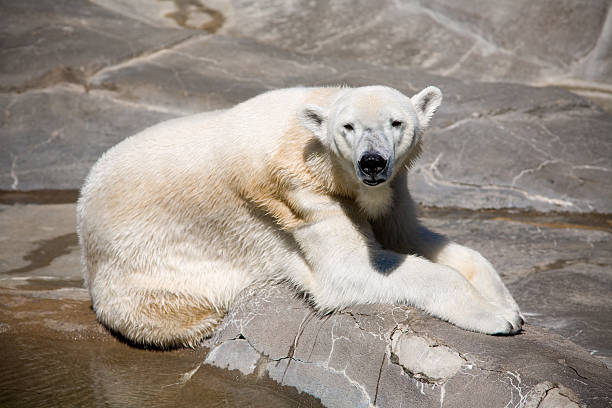 Polar Bear stock photo