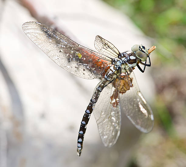 dragonfly stock photo