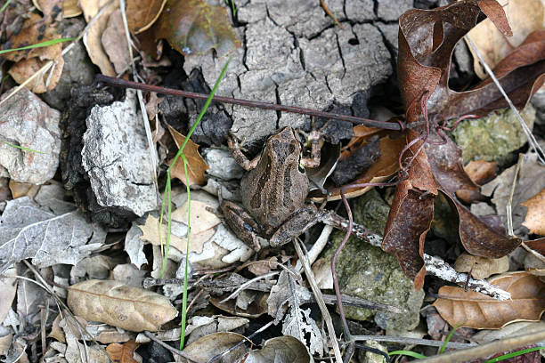 Pacific Treefrog stock photo