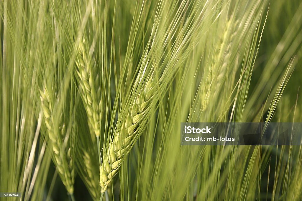 Cornfield - Photo de Agriculture libre de droits