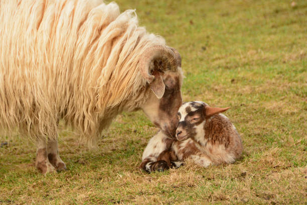 istock Drenthe Heath sheep smells her lamb. 931696448