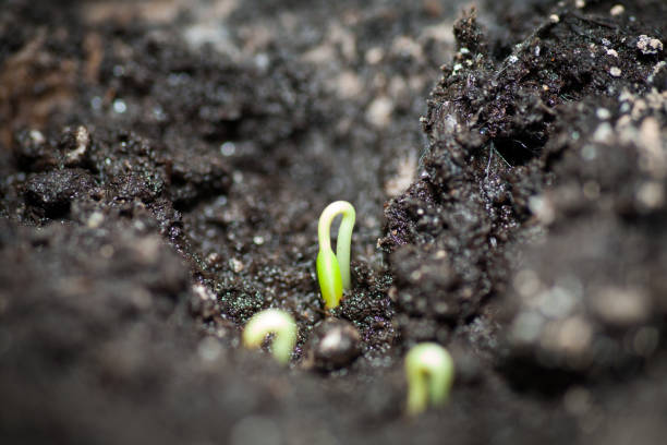 istock Tomato seedling pot in greenhouse 931697150