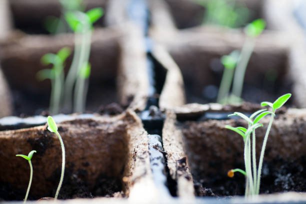 istock Tomato seedling pot in greenhouse 931697594