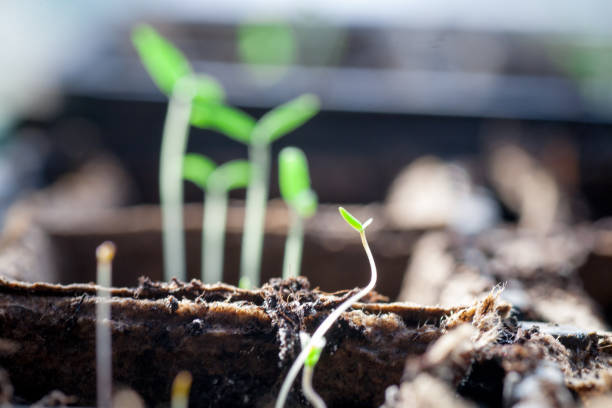istock Tomato seedling pot in greenhouse 931697658