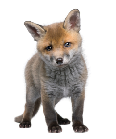 Red fox cub (6 weeks old) in front of a white background.