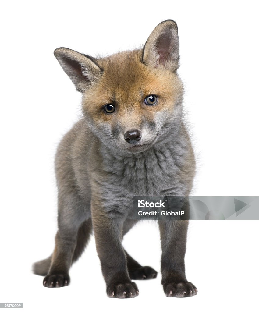 A 6 week old Red Fox cub isolated on white Red fox cub (6 weeks old) in front of a white background. Fox Pup Stock Photo