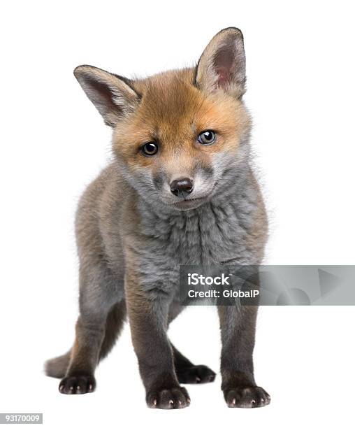 A 6 Week Old Red Fox Cub Isolated On White Stock Photo - Download Image Now - Fox Pup, White Background, Young Animal