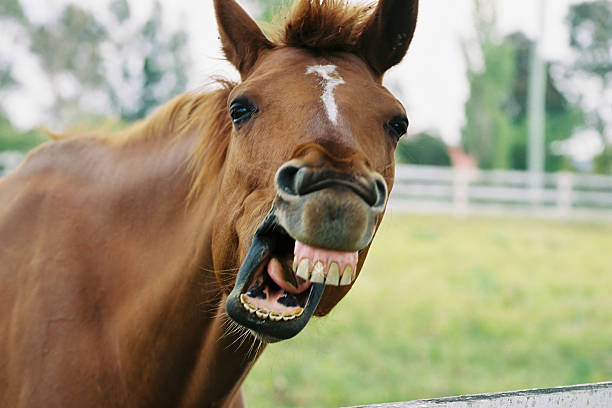 excentrique cheval 2 - horse animal head laughing animal photos et images de collection
