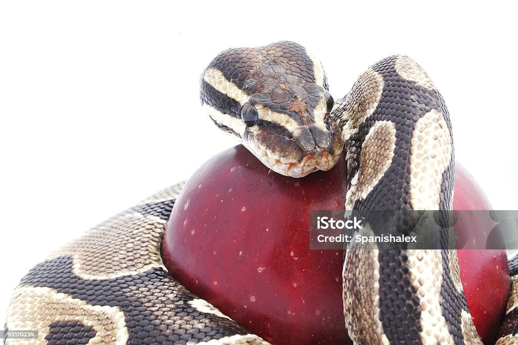 Snake und Apple - Lizenzfrei Garten Eden Stock-Foto