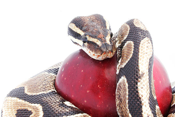 snake und apple - versuchung stock-fotos und bilder