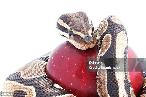 Cobra E Apple - Fotografias de stock e mais imagens de Jardim do Éden - Jardim do Éden, Tentação, Os Sete Pecados Mortais