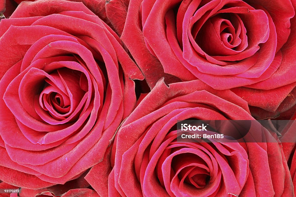 Bunch of Red Roses XL  Abundance Stock Photo