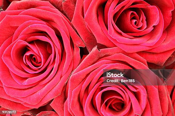 Bunch Of Red Roses Xl Stock Photo - Download Image Now - Abundance, Anniversary, Backgrounds