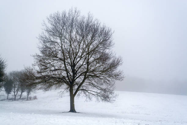 istock Big beautiful tree against foggy background after snow shower 2 931705638