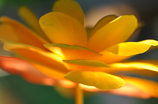 Yellow Flower stock photo