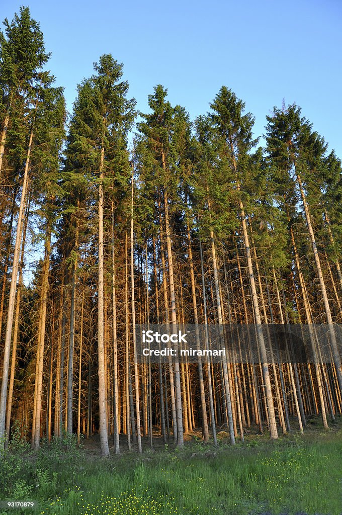 Spruce Forest  Pine Wood - Material Stock Photo