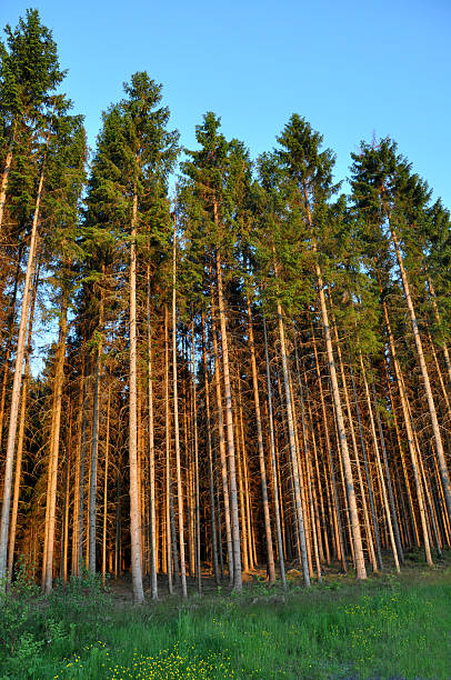 Spruce Forest stock photo