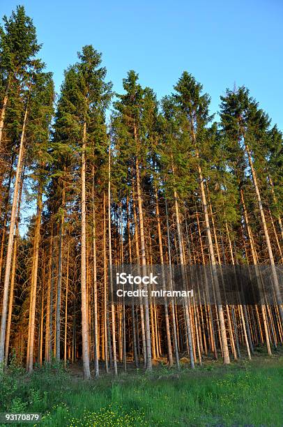 Spruce Forest Stock Photo - Download Image Now - Pine Wood - Material, Plantation, Color Image