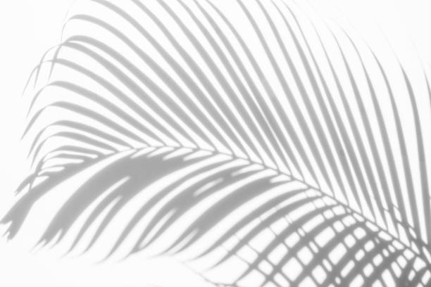 istock abstract background of shadows palm leaves on a white wall. White and Black 931709694