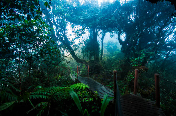 istock Amazing jungle trail with thick green trees and branches in Mossy Forest, Malaysia 931710520