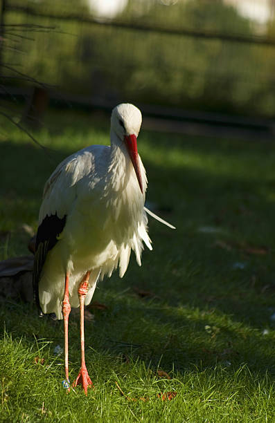 European white stork stock photo