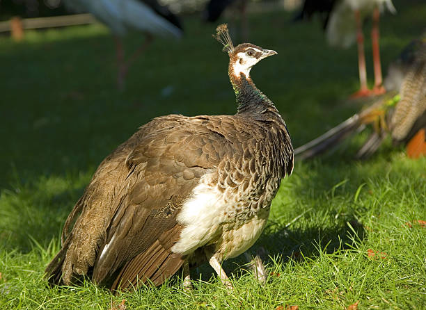 Female peacock (peahen) stock photo